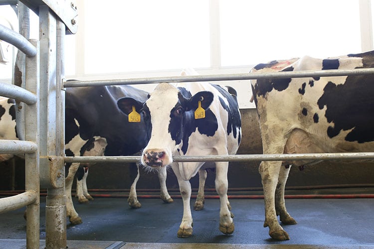 Touring the Cabot Cheese Cooperative Kayhart Brothers Dairy Farm with Milk Cows