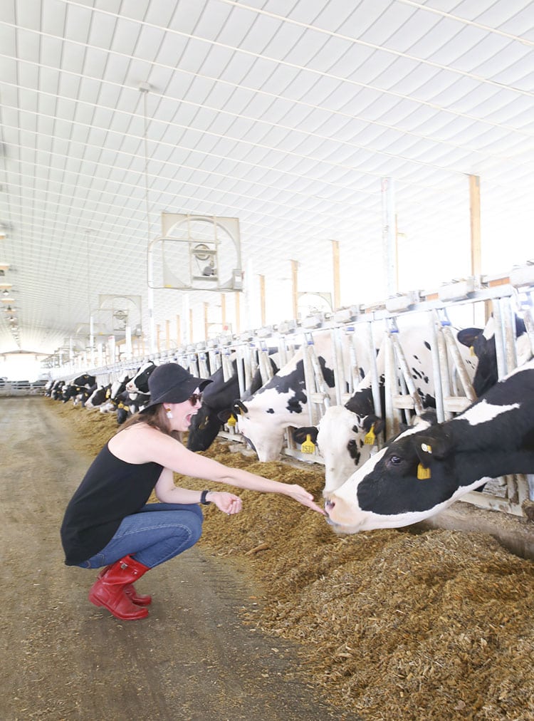 Touring the Cabot Cheese Cooperative Kayhart Brothers Dairy Farm with Milk Cows