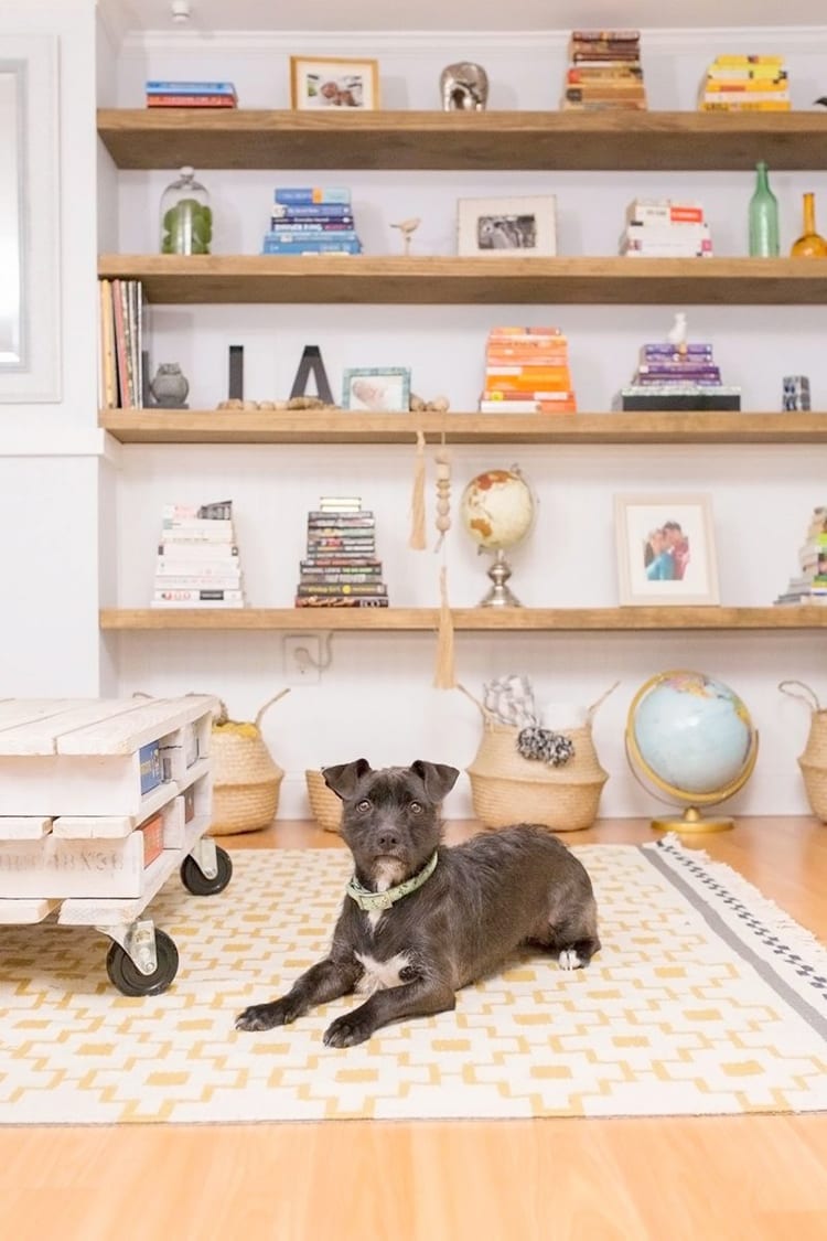 Small black terrier mutt dog in front of Wall of wooden floating shelves with books and knick knacks on them. Baskets and a globe on the floor in front of a yellow and white patterned rug.