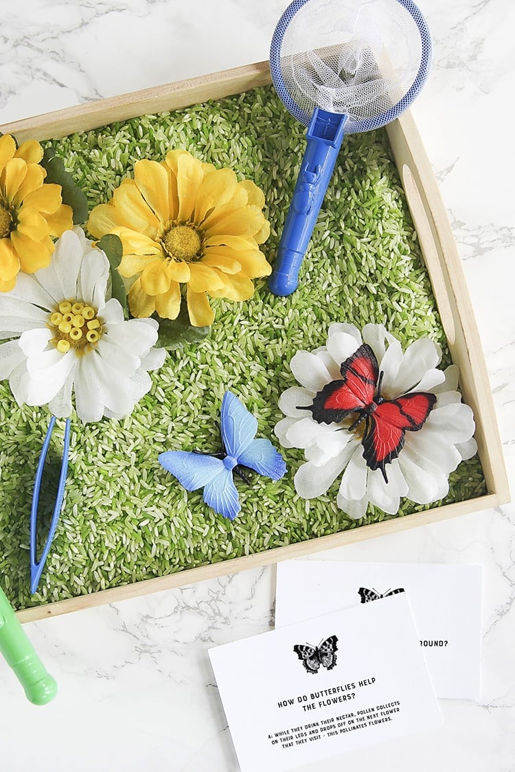 Butterfly Sensory Activity for Preschoolers - Tray of green rice with toy butterflies