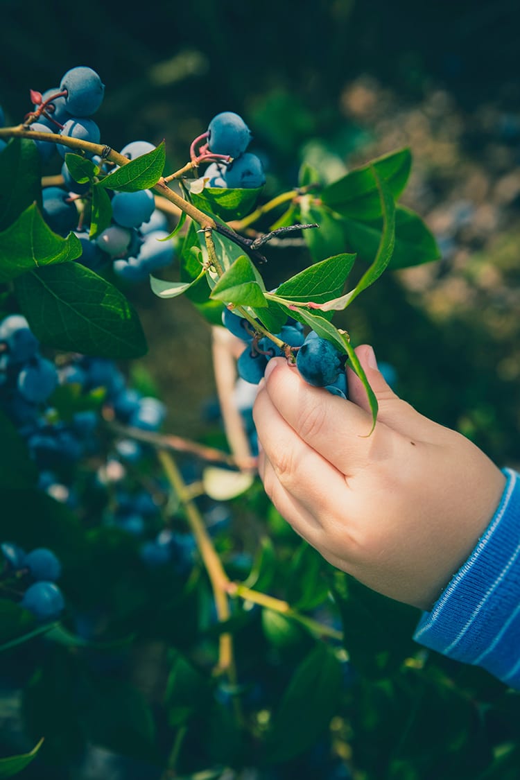 How to Grow a Kids Garden