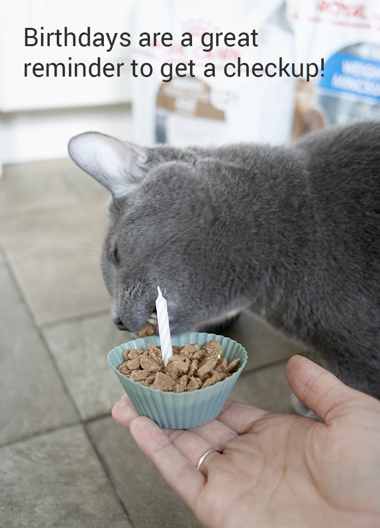 Take Your Cat to the Vet Tips and Free Printable Art Shrimp Salad Circus